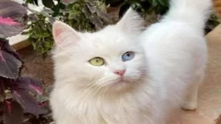 حكم بيع القطط في المذاهب الإسلامية الأربعة