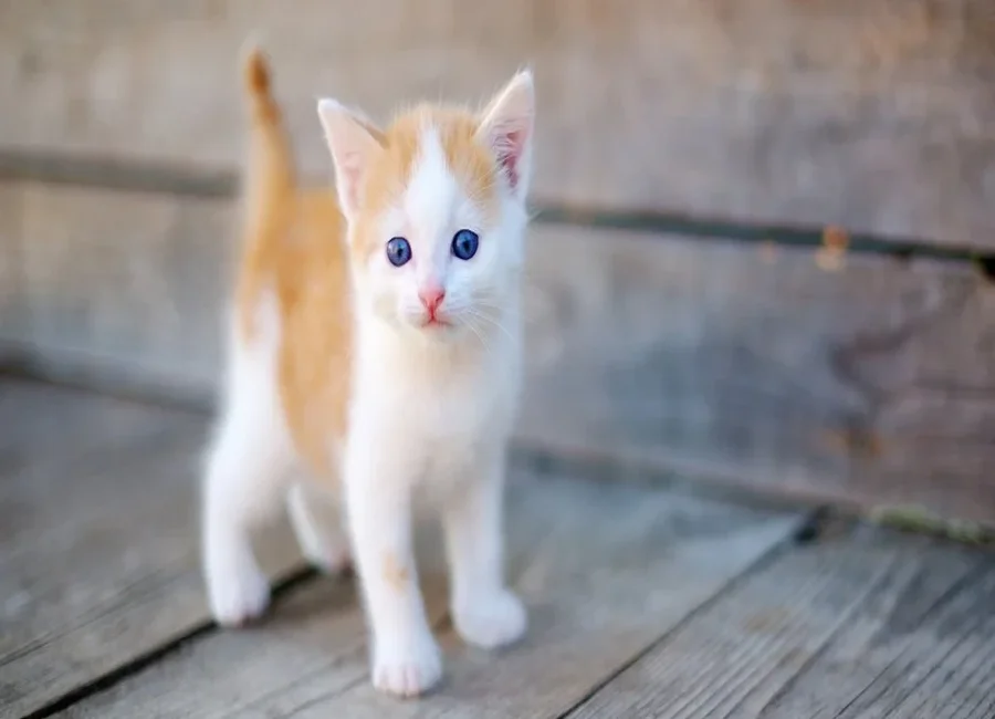 حكَم بَيع القَطط في المَذاهب الإسلَامية الأَربعة