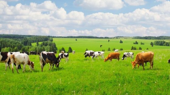 موعد نزول دعم المواشي لشهر نوفمبر