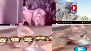 مقطع الذيب وراعي الغنم ومقطع الاسد