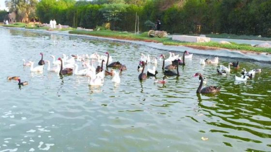 حجز تذاكر الغابة الصغيرة الجهراء