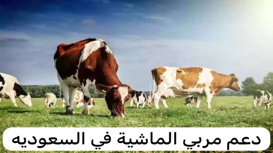 موعد صرف دعم المواشي لشهر فبراير/ شباط 2025. الذي تُقدمه وزارة البيئة والمياه والزراعة في المملكة العربية السعودية، وهو برنامج يهدف إلى تقديم الدعم للمربين، للاستمرار في مشاريعهم، وتسحين جودة الإنتاج، يُعد من الأسئلة الأكثر تداولًا في بداية كل شهر جديد بين أوساط المربين في المملكة العربية السعودية. فما هو موعد صرف دعم المواشي لشهر فبراير/شباط 2025، هذا ما سنتعرف عليه من خلال هذا المقال من منصة عربية نيوز. موعد صف دعم المواشي لشهر فبراير 2025 موعد صرف دعم المواشي هو في العاشر من شهر فبراير/شباط 2025. إذ بينت الوزارة أن الدعم يتم صرفه في العاشر من كل شهر ميلادي. أي يوم موعد صرف دعم المواشي لشهر شباط يتم صرف دعم المواشي لشهر شباط يوم الأثنين 10 فبراير/شباط 2025، في بيان رسمي صادر عن وزارة البيئة والمياه والزراعة في المملكة، وفقًا للجدول الزمني المعتمد. خطوات التسجيل في برنامج دعم المواشي يمكن لمربي المواشي التسجيل في برنامج دعم المواشي الذي تقدمه وزارة البيئة والمياه والزراعة في المملكة السعودية، من خلال اتباع الخطوات التالية: في البداية انتقل إلى الموقع الإلكتروني الخاص ببوابة دعم المواشي. سجل الدخول باستخدام الحساب الخاص بك في منصة النفاذ الوطني الموحد، أو انقر على إنشاء حساب جديد في حال لم يكن لديك حساب. ثم اختر خدمة دعم صغار مربي الماشية من قائمة الخدمات الإلكترونية. دون المعلومات المطلوبة في النموذج الإلكتروني المطلوب، مثل البيانات الشخصية، وبيانات الماشية، وإرفاق المستندات اللازمة مثل الهوية الوطنية، ورخصة تربية الماشية. بعد التأكد من صحة البيانات، اضغط على إرسال الطلب. كما يمكن متابعة حالة الطلب من خلال الحساب الخاص بالمتقدم على المنصة. ويفضل التأكد من استيفاء جميع الشروط للحصول على الدعم المقدم بكل سهولة ويسر. شروط استحقاق دعم المواشي 2025 كشفت وزارة البيئة والمياه والزراعة في المملكة العربية السعودية، عن الشروط الواجب توفرها في المتقدمين للحصول على دعم المواشي، وهي: أن يكون المتقدم يحمل الجنسية السعودية، ومقيم بشكلٍ دائم في المملكة. كما أن يقدم شهادة صحية، تثبت تمتعه بالصحة الجيدة. أن يكون قادرًا على ممارسة تربية المواشي بشكلٍ جيد. الحد الأدنى للعمر المقبول 21 عام، ولا يقبل المتقدمين ممن تقل أعمارهم عن هذا الحد. أيضا ألا يكون المتقدم من الموظفين، في أي من الجهات الحكومية، أو الخاصة. كذلك أن يكوم للمتقدم حساب بنكي نشط يُسمح من خلال باستقبال الدعم المقدم. الالتزام بالشروط الصحية التي تضعها الوزراة. كما أن يكون المتقدم حسن السمعة، والسلوك. وإلا يكون لديه أحكام جنائية سابقة. المستندات المطلوبة للتسجيل في دعم مربي الماشية المستندات المطلوبة للتسجيل في برنامج دعم مربي الماشية. هي: إثبات ملكية مكان تربية المواشي، أو إثبات استئجاره. أيضا صورة واضحة من الهوية الوطنية للمتقدم. شهادة صحية تثبت قدرة المواطن على تربية المواشي. كما تقرير يوضح الحالة الصحية للماشية. في حال كان المتقدم يمتلك سجلًا تجاريًا، يجب تقديمه. أيضا ينبغي تقديم رقم الآيبان البنكي للمتقدم، لاستقبال الدعم شهريًا. تقديم تقرير يثبت خلو الماشية من أي أمراض وبائية. طريقة الاستعلام عن دعم المواشي 2025 يمكن للمستفيدين من دعم المواشي، الاستعلام عن دعم المواشي إلكترونيًا، عبر اتباع الطريقة التالية: توجه إلى الموقع الرسمي الخاص بوزارة البيئة والمياه والزراعة في المملكة العربية السعودية على شبكة الإنترنت. ثم اضغط على "خدمات الأفراد" من قسم الخدمات الإلكترونية. واضغط على تبويب "الاستعلام عن دعم المواشي". ثم أدخل البيانات المطلوبة، ومن ثم انقر على خيار "الاستعلام". رسميا.. متى موعد صرف دعم المواشي لشهر فبراير/شباط 2025؟