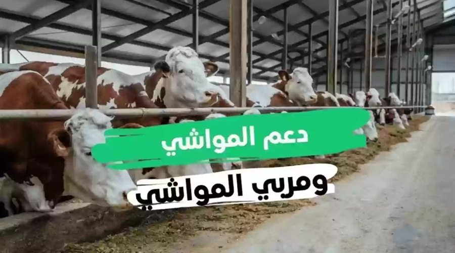 موعد صف دعم المواشي لشهر فبراير 2025